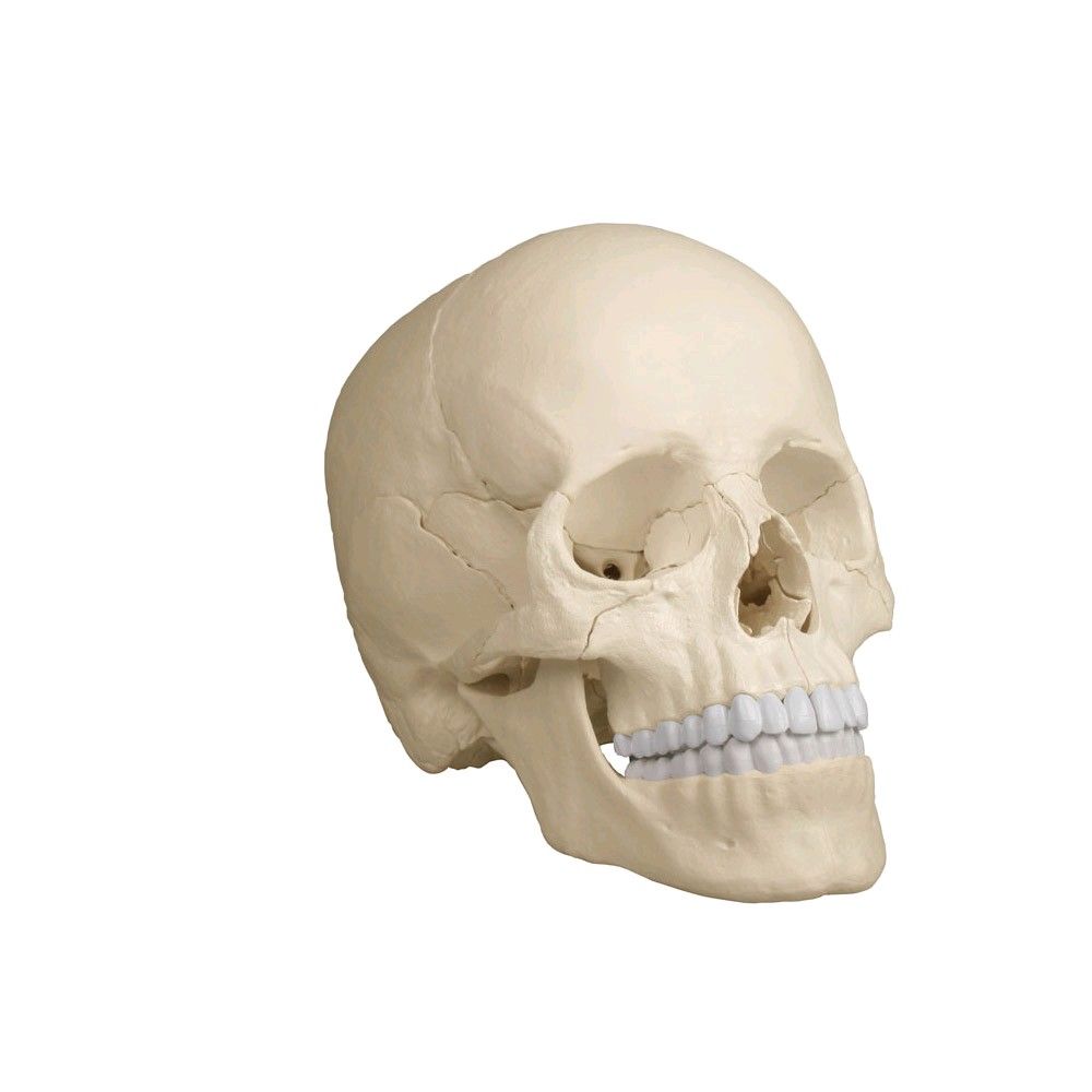 Skull model, anatomical design 22-section, color: natural