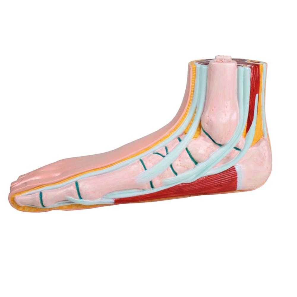 Erler Zimmer flat foot model, open media, life-size, right foot