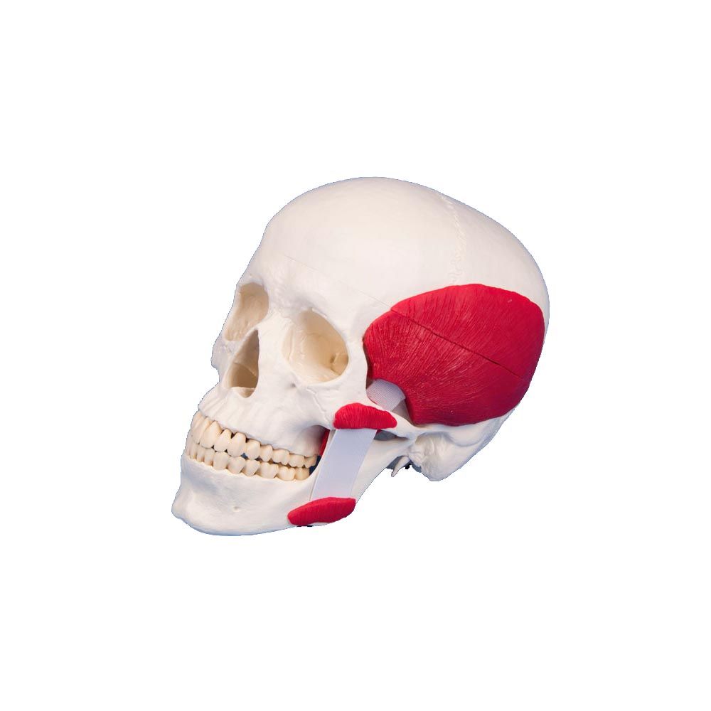 Erler Zimmer Skull Model with Masticatory Muscles, 3 parts