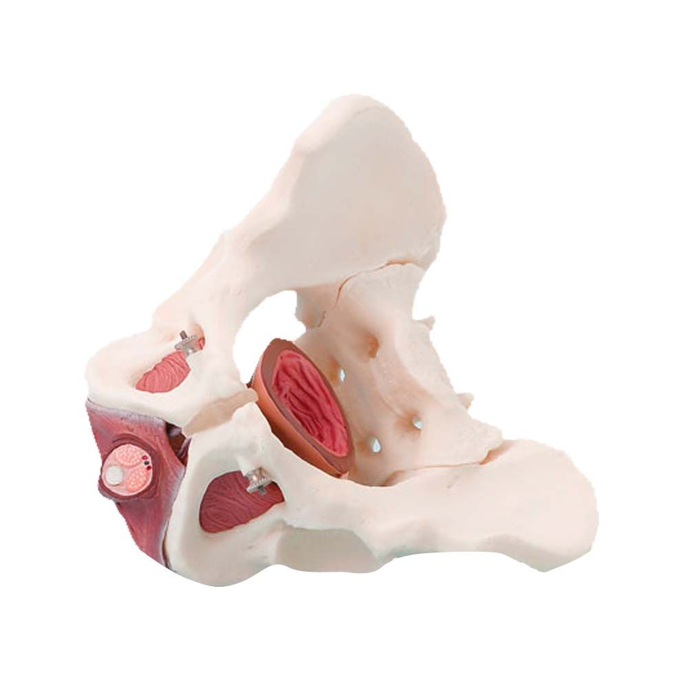 Erler Zimmer Pelvis/Pelvic Floor Musculature, Male