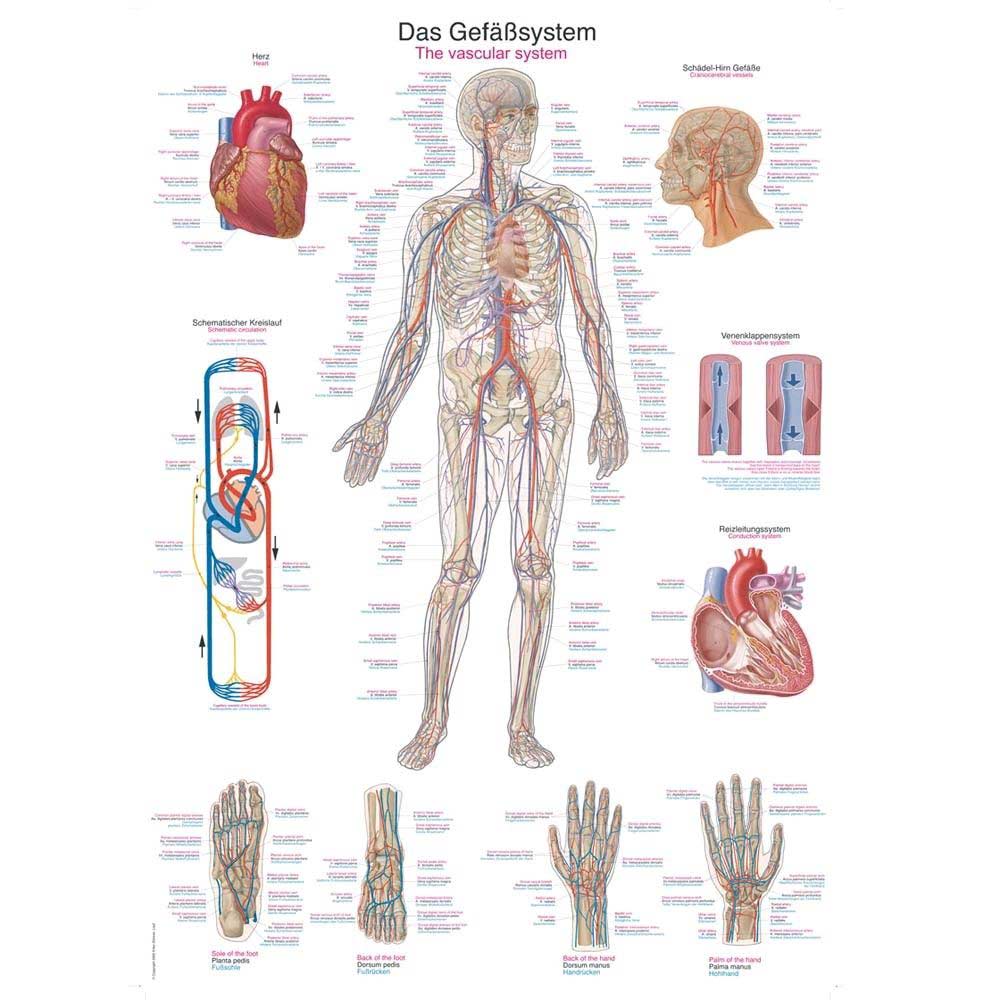 Erler Zimmer anatomical chart "The vascular system", 70 x 100 cm