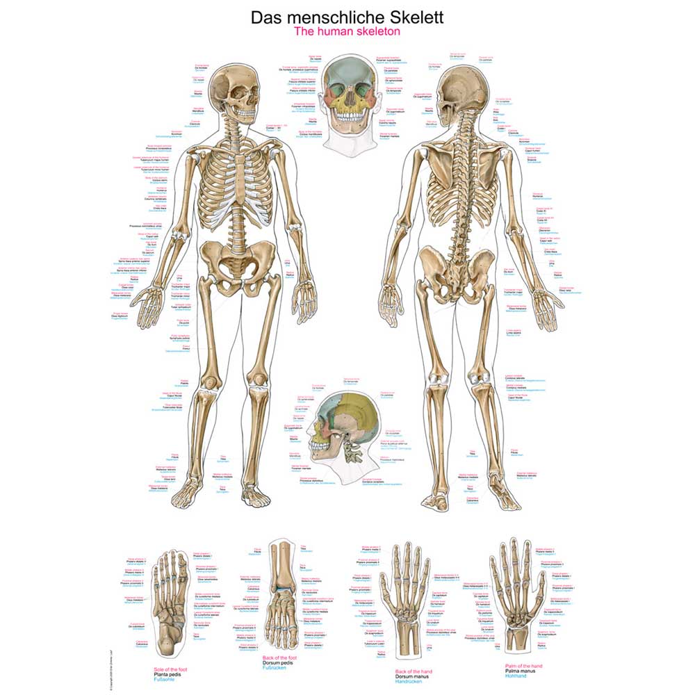 Erler Zimmer Anatomical Chart "The Human Skeleton", 50x70cm