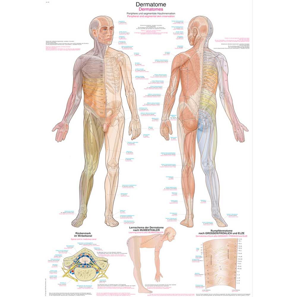 Erler Zimmer Anatomical Chart "Dermatomes", Different Sizes