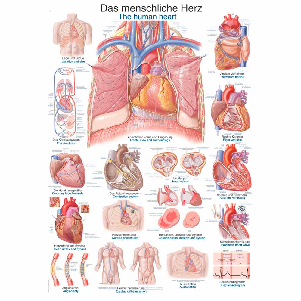 Erler Zimmer Anatomical Chart "The Human Heart", 70x100cm