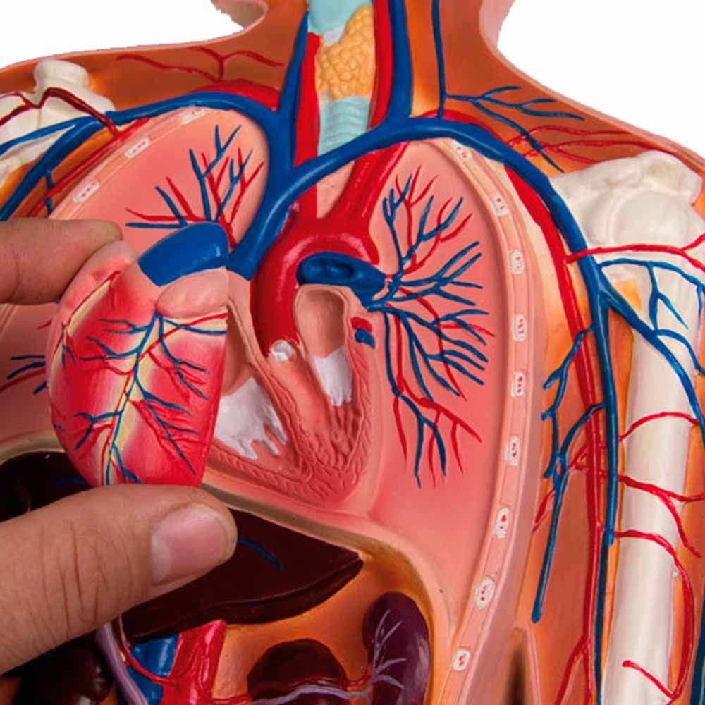 Erler Zimmer Relief Model - Circulatory System, 1/2 Life Size, 2 Part