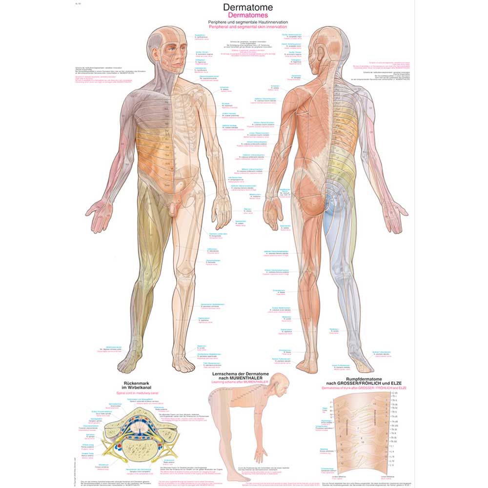 Erler Zimmer Anatomical Chart "Dermatomes", 70x100cm