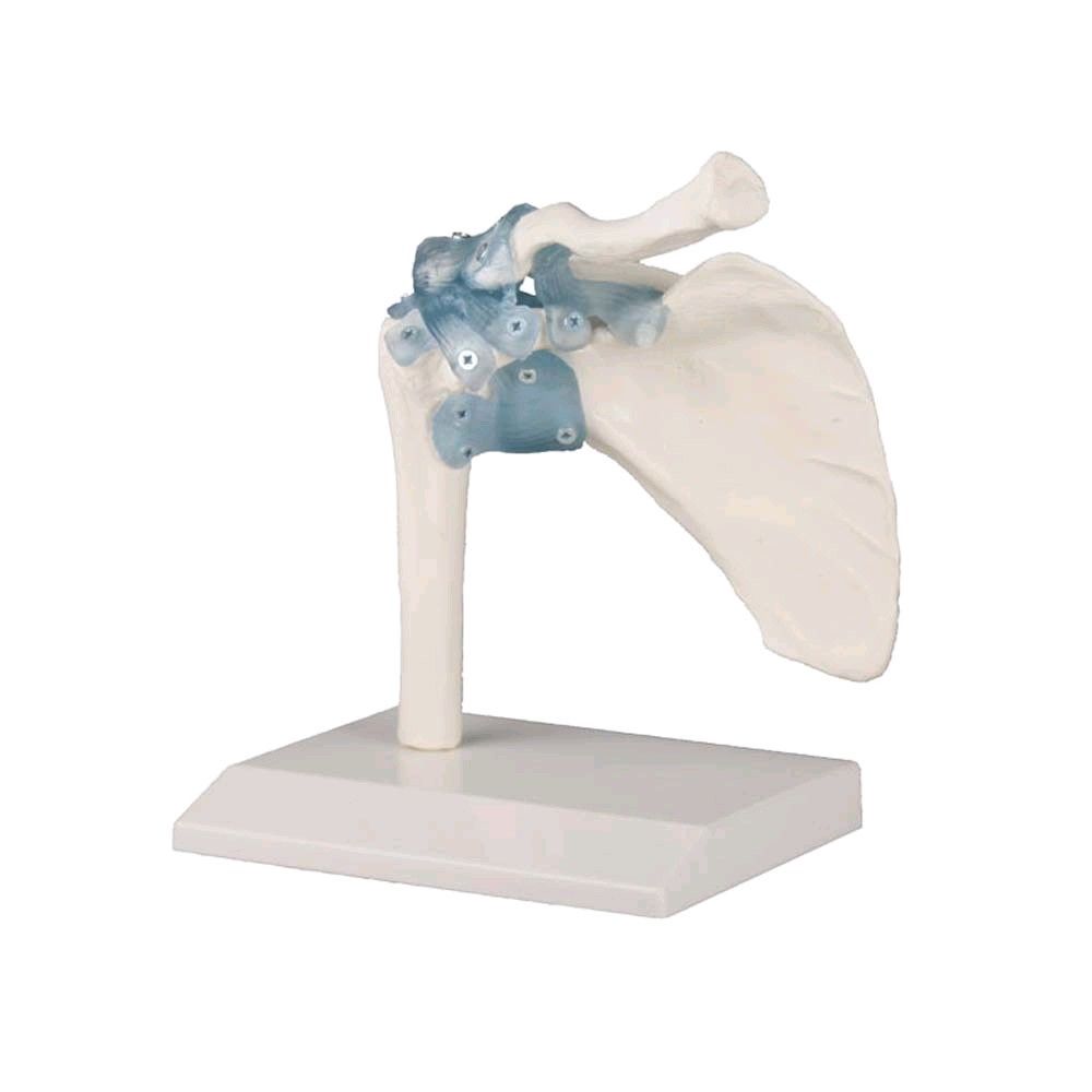 Erler Zimmer Shoulder joint model with ligaments, with tripod