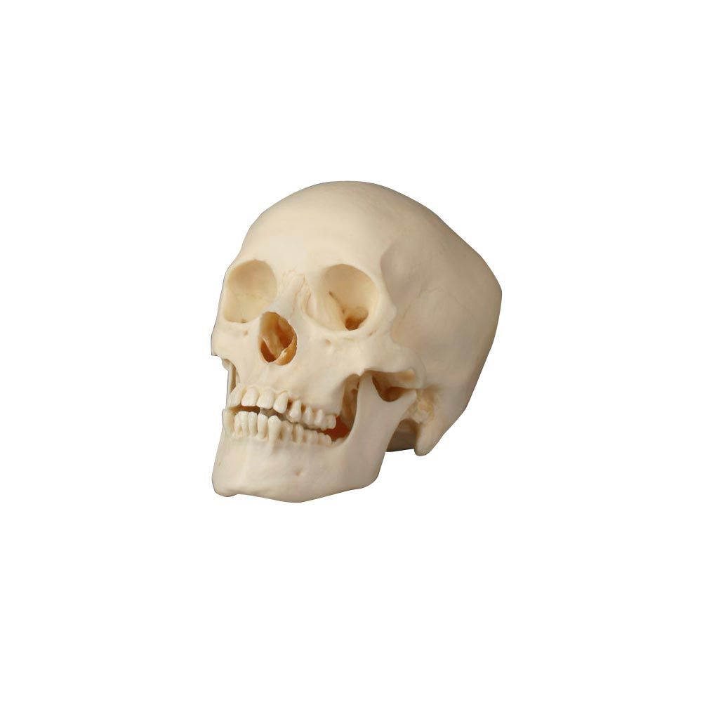 Erler Zimmer Female Adolescent Skull, Natural Cast