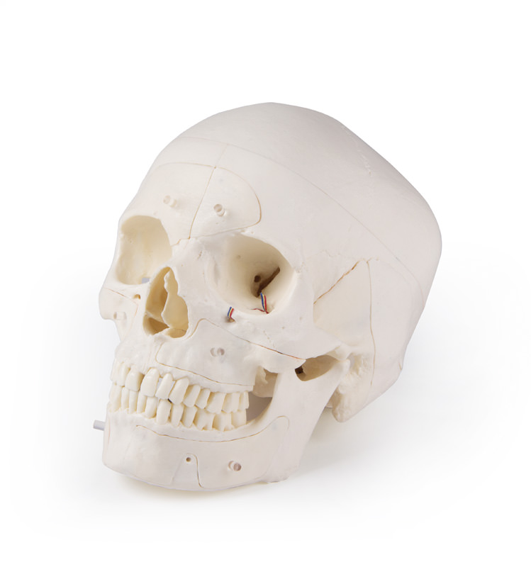 Erler Zimmer Model, Demonstration Skull, 14 Parts