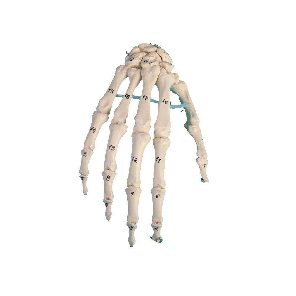 Erler Zimmer Hand-Skeleton, Movable, Numbered