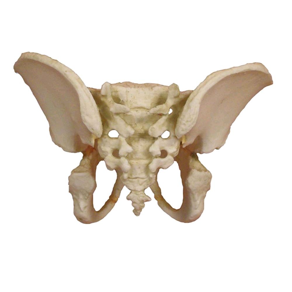 Anatomy Model pelvis 5-year-old child by Erler Zimmer, immobile
