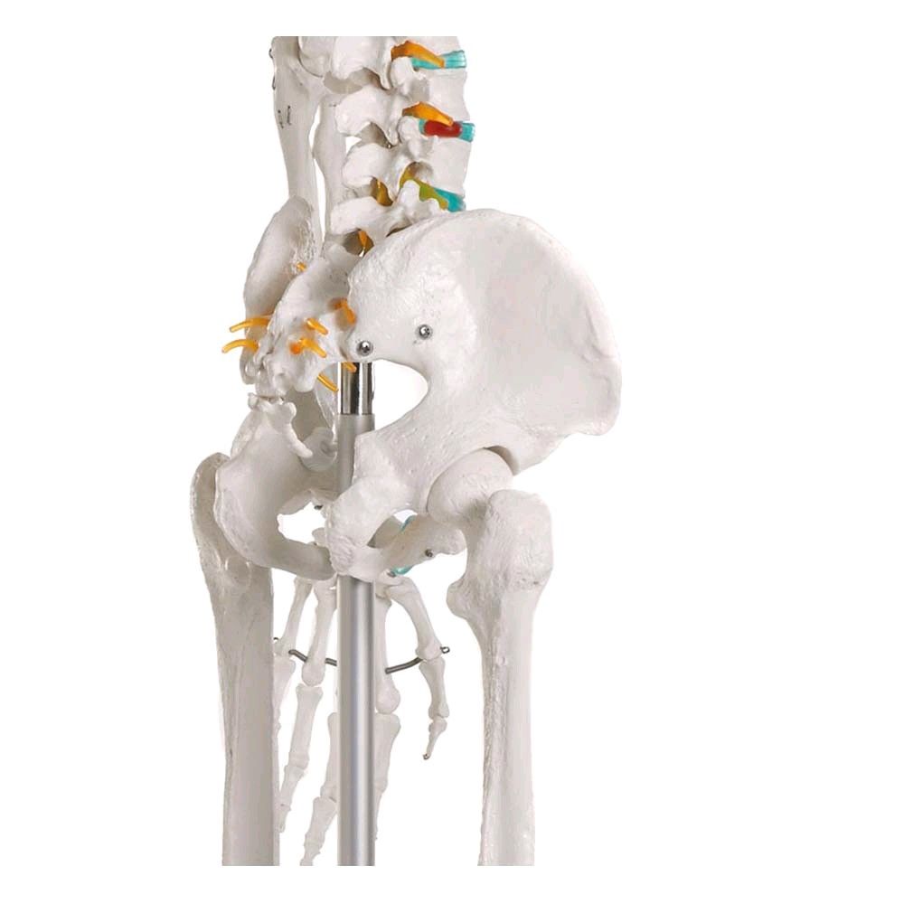 Full body anatomy skeleton male, anatomically movable detachable limb