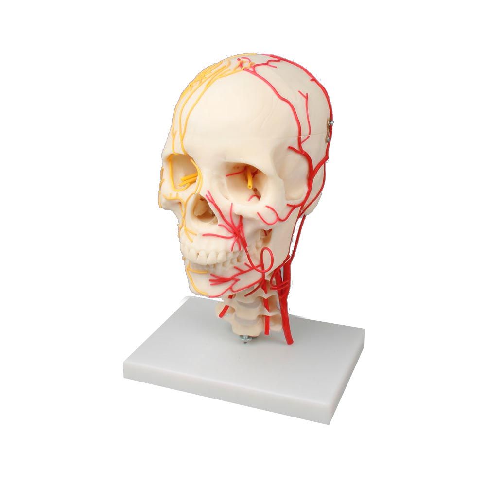Erler Zimmer Model, Neurovascular Skull, Adult Skull