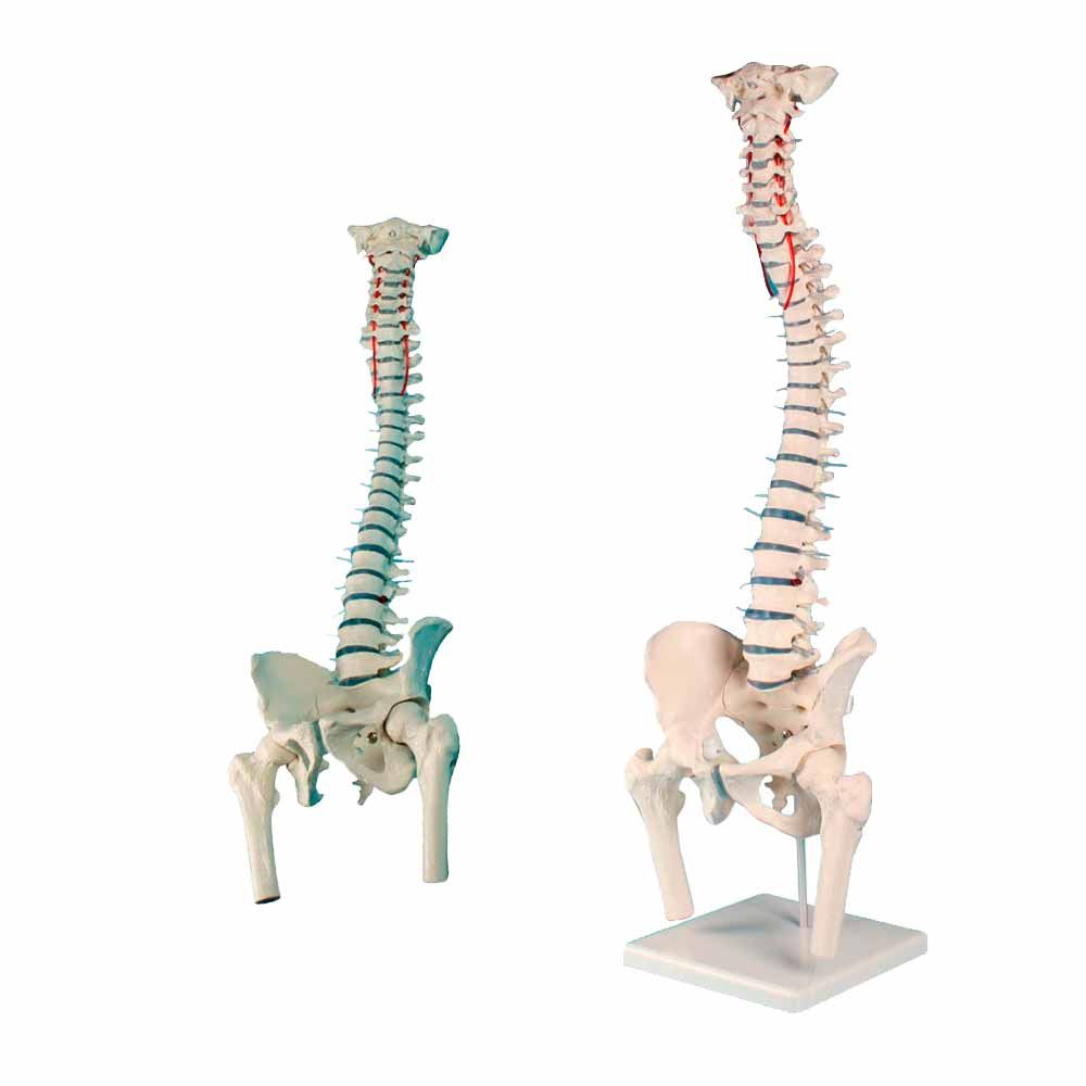 Erler Zimmer Standard Spine w. Prolapse and Pelvis, Diff. Variants