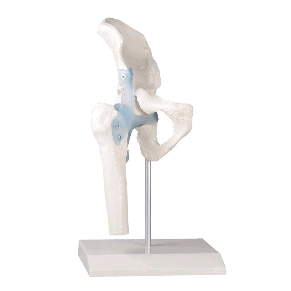 Erler Zimmer Hip joint + ligaments model, mobile, with stand