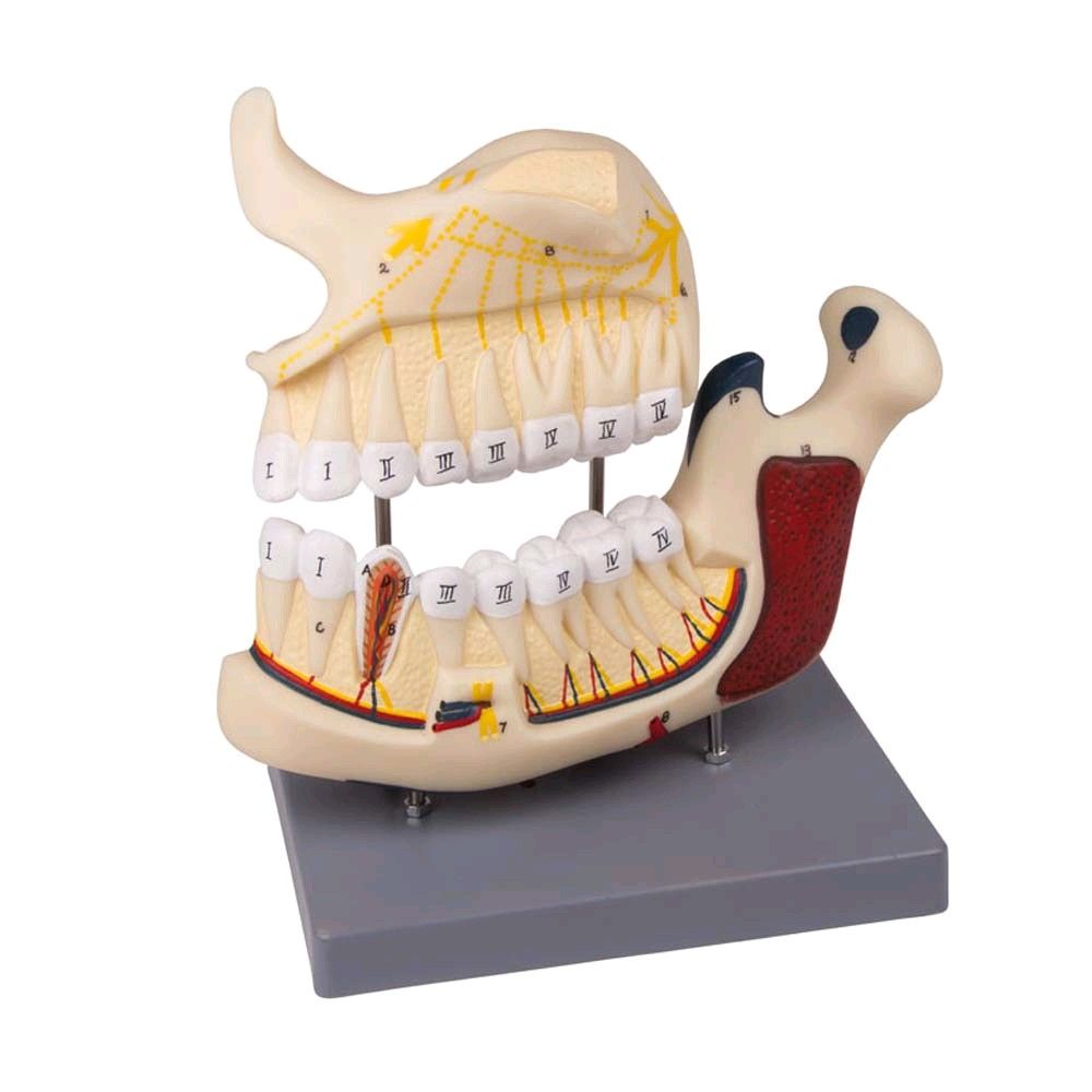 Upper and lower jaw model Erler Zimmer, numbered, teaching map