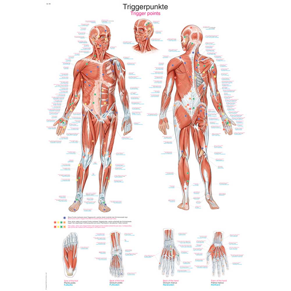 Erler Zimmer Anatomical Chart "Trigger Points", 50x70cm