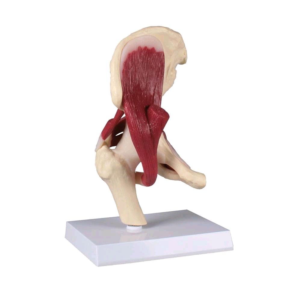 Erler Zimmer anatomy muscle model of the hip joint, lifesize