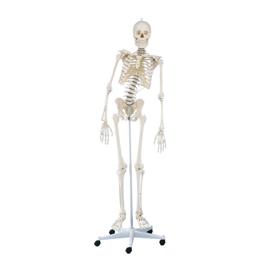 Full body anatomy skeleton 1,76cm, Hugo with movable spinal column