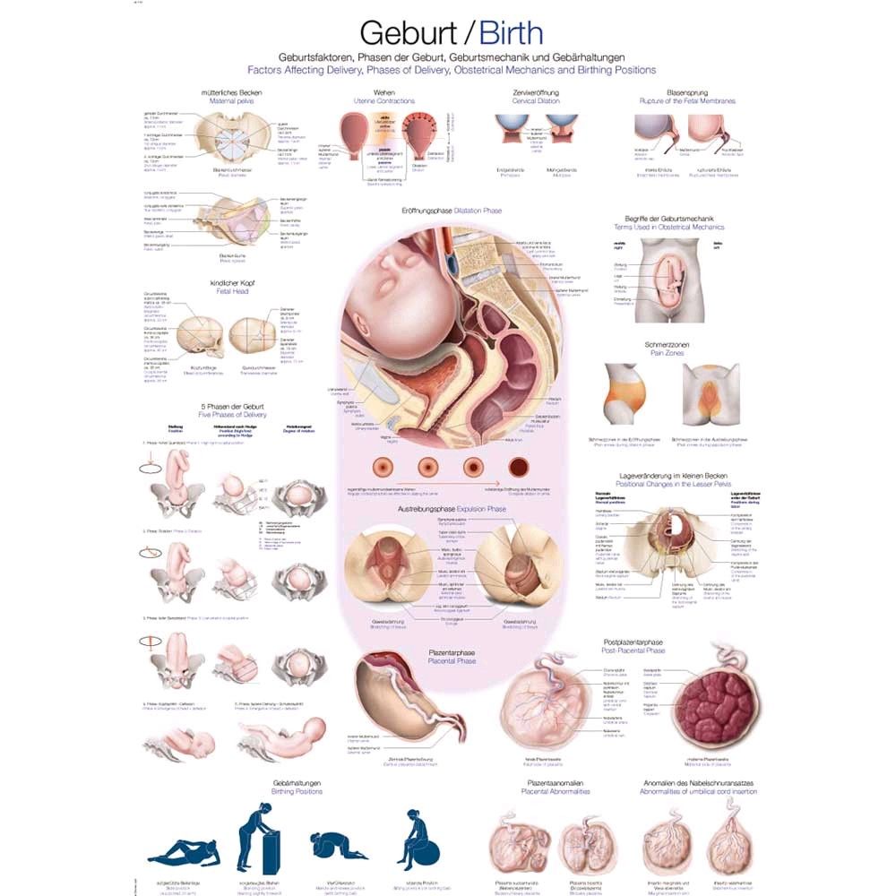 graphic training aid birth, 50x70cm, Art paper