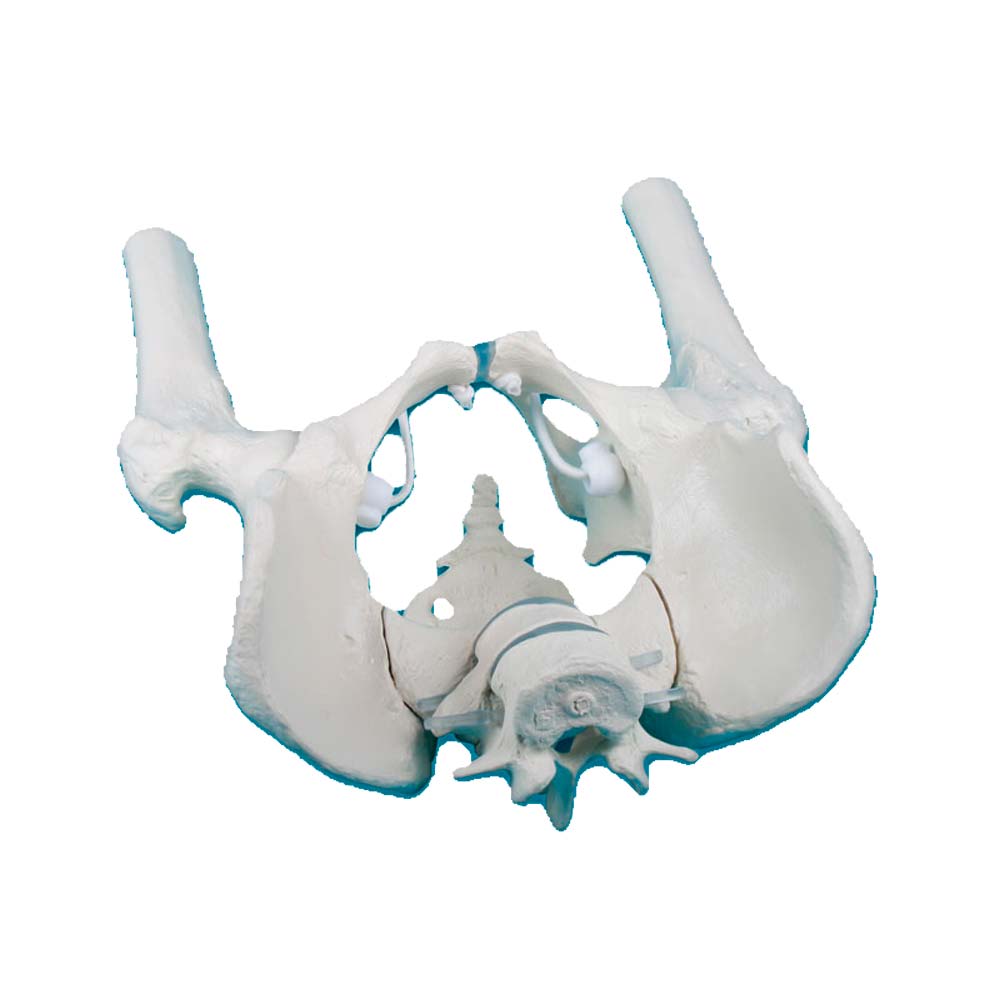 Erler Zimmer Male Pelvis, Sacrum, 2 Lumbar Vertebrae, Femoral Stump