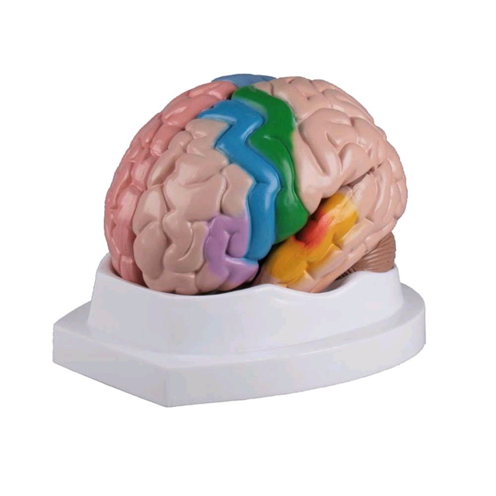 colored brain model Erler Zimmer, 5-piece live large teaching map