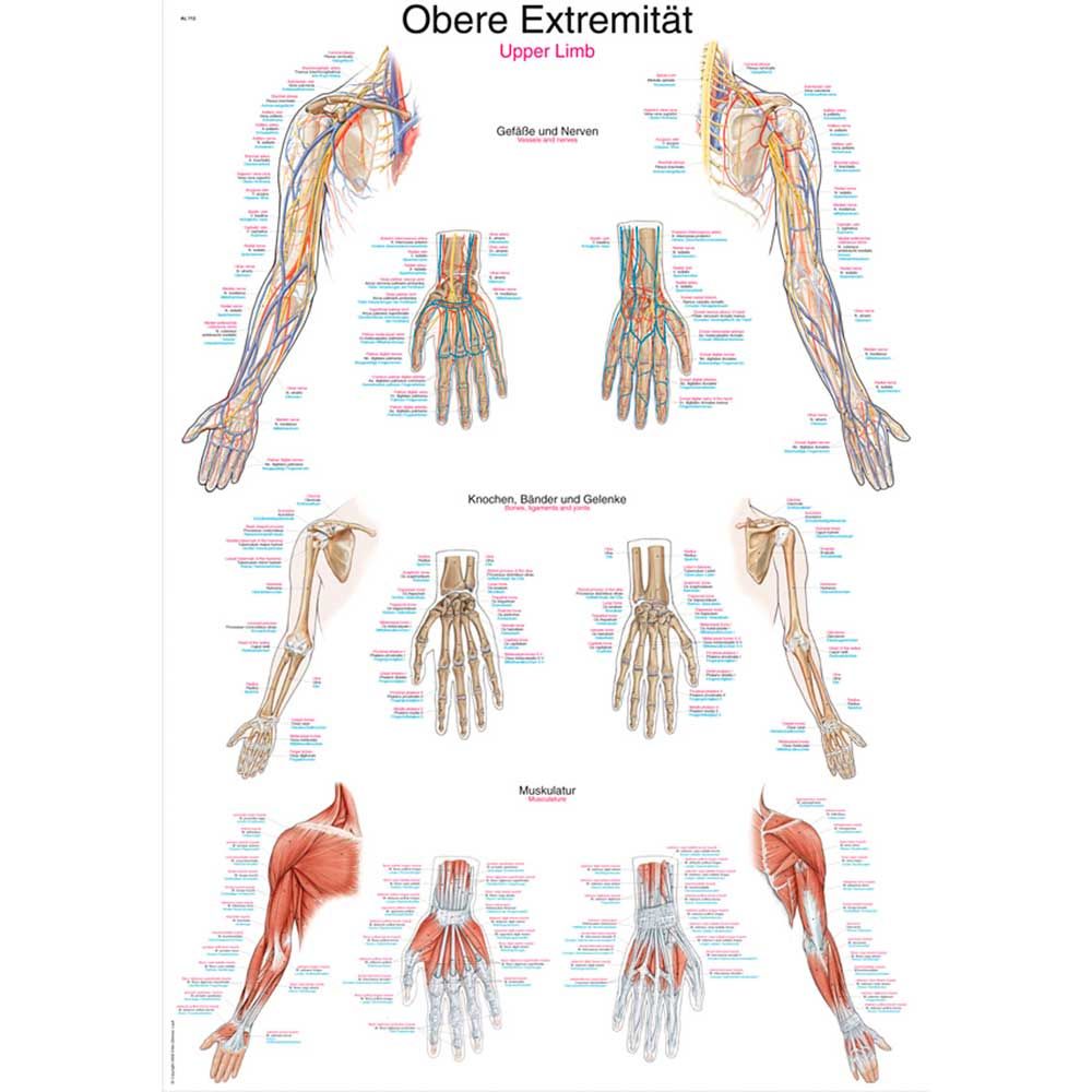 Erler Zimmer Anatomical Chart "Upper Limb", Different Sizes