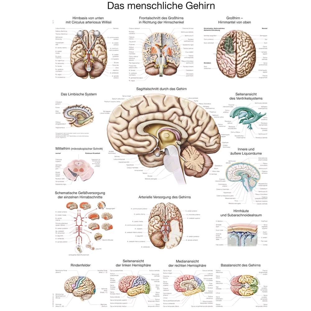 Erler Zimmer The human brain anatomical posters, english, 50x70cm