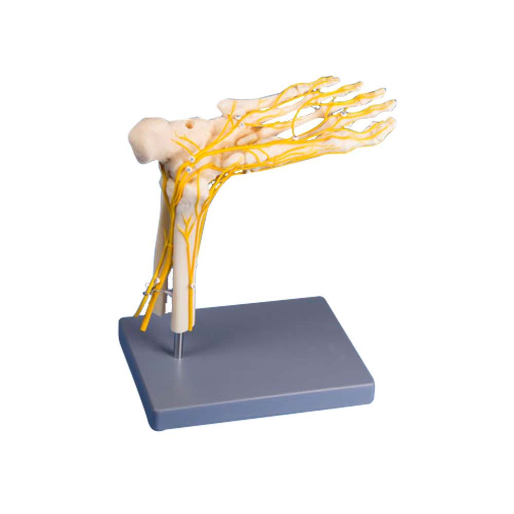 Erler Zimmer Model - Neuro Foot, Life Size
