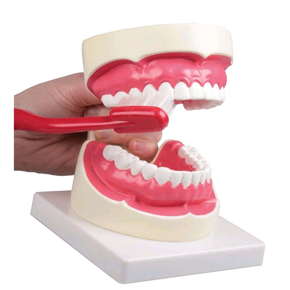 Dental care model Erler Zimmer, 1,5 times life size, incl. Toothbrush