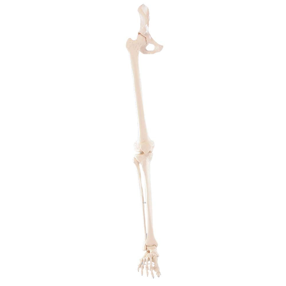 Erler Zimmer Leg Skeleton Incl. Half Pelvis, dismountable