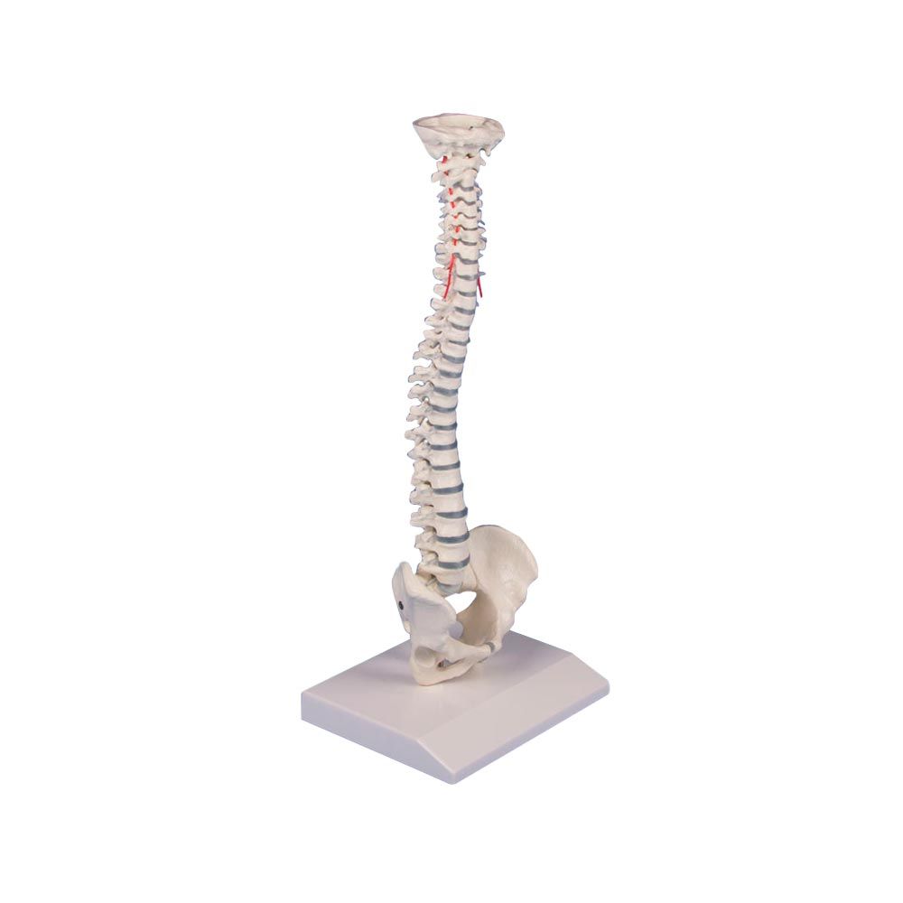 Erler Zimmer Miniature Spinal Column, Stand