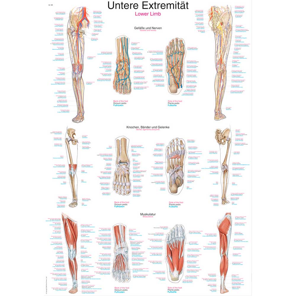 Erler Zimmer Anatomical Chart "Lower Limb", 70x100cm