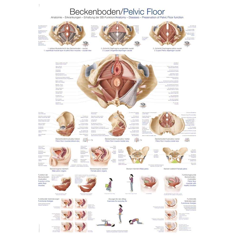 Erler Zimmer "pelvic floor" Instructional panel, 70x100cm