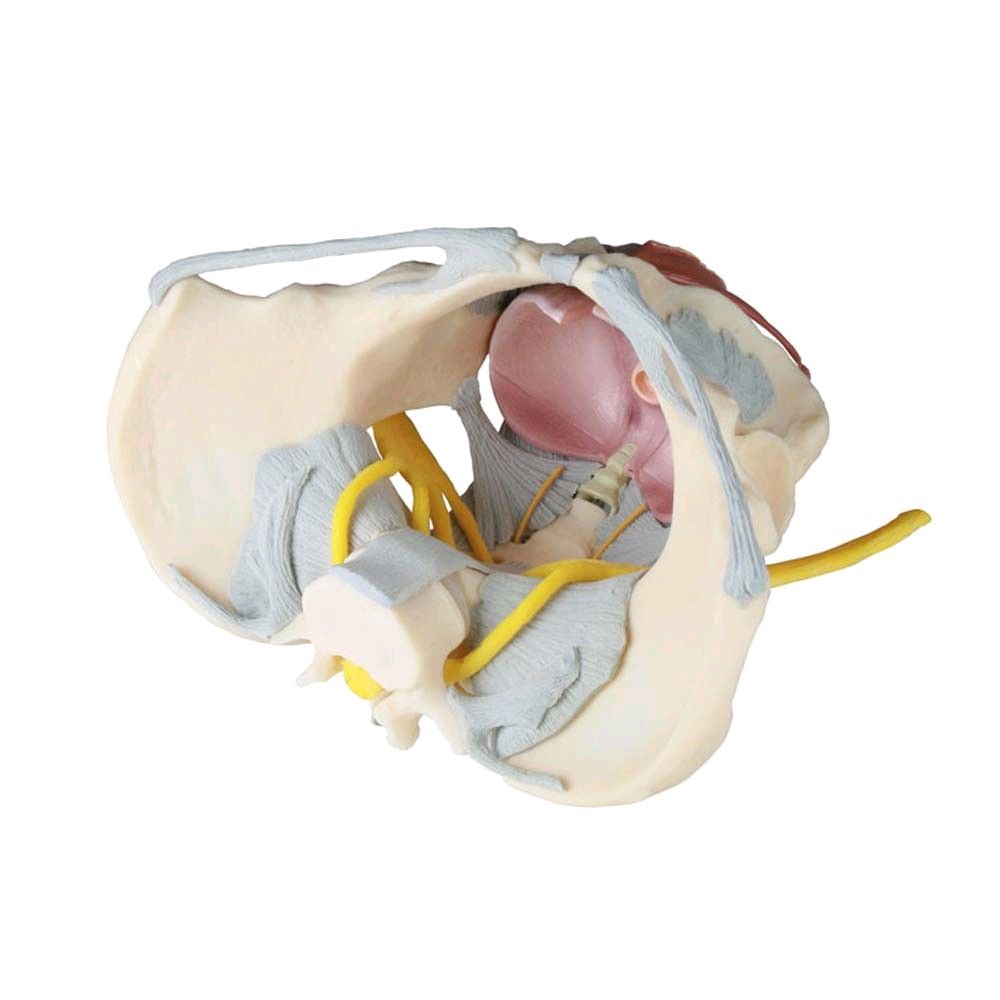 Female Pelvis model with ligaments, nerves pelvic floor, lifesize