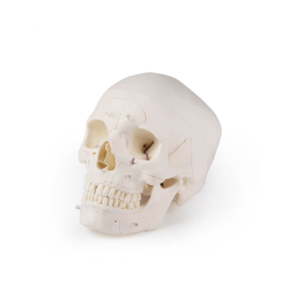 Luxury demonstration skull, 14 pieces, skull model from Erler Zimmer