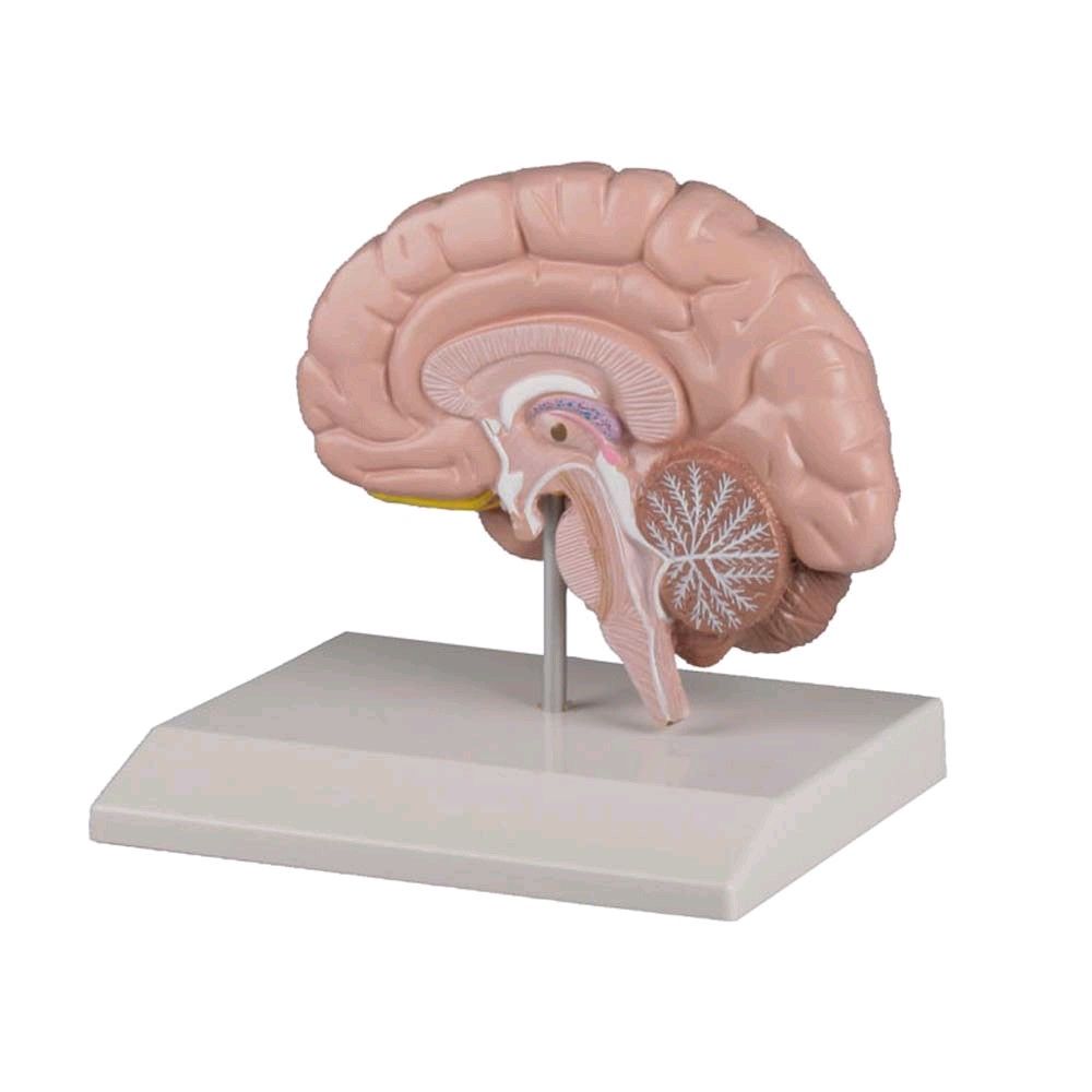 Brain, anatomy model by Erler Zimmer, teaching map, lifesize