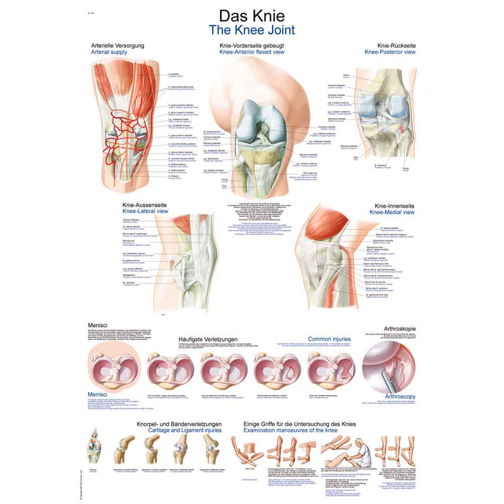 Erler Zimmer Anat. Chart "The Knee", 70x100cm