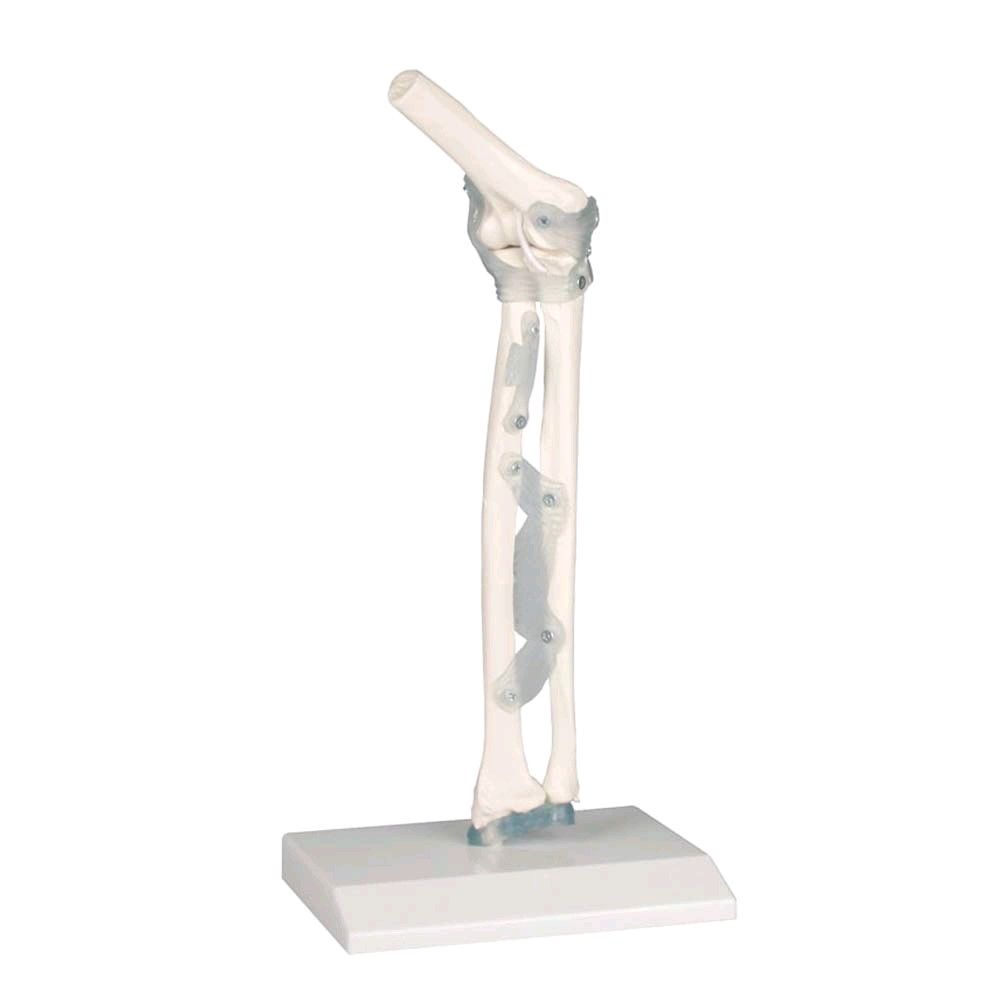 Erler Zimmer model Elbow joint with ligaments, with tripod