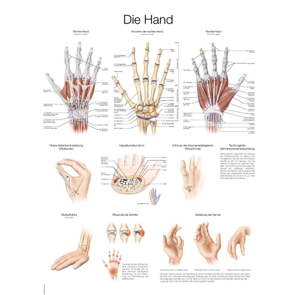 graphic training aid The Hand, German / English, 50x70cm, Art paper