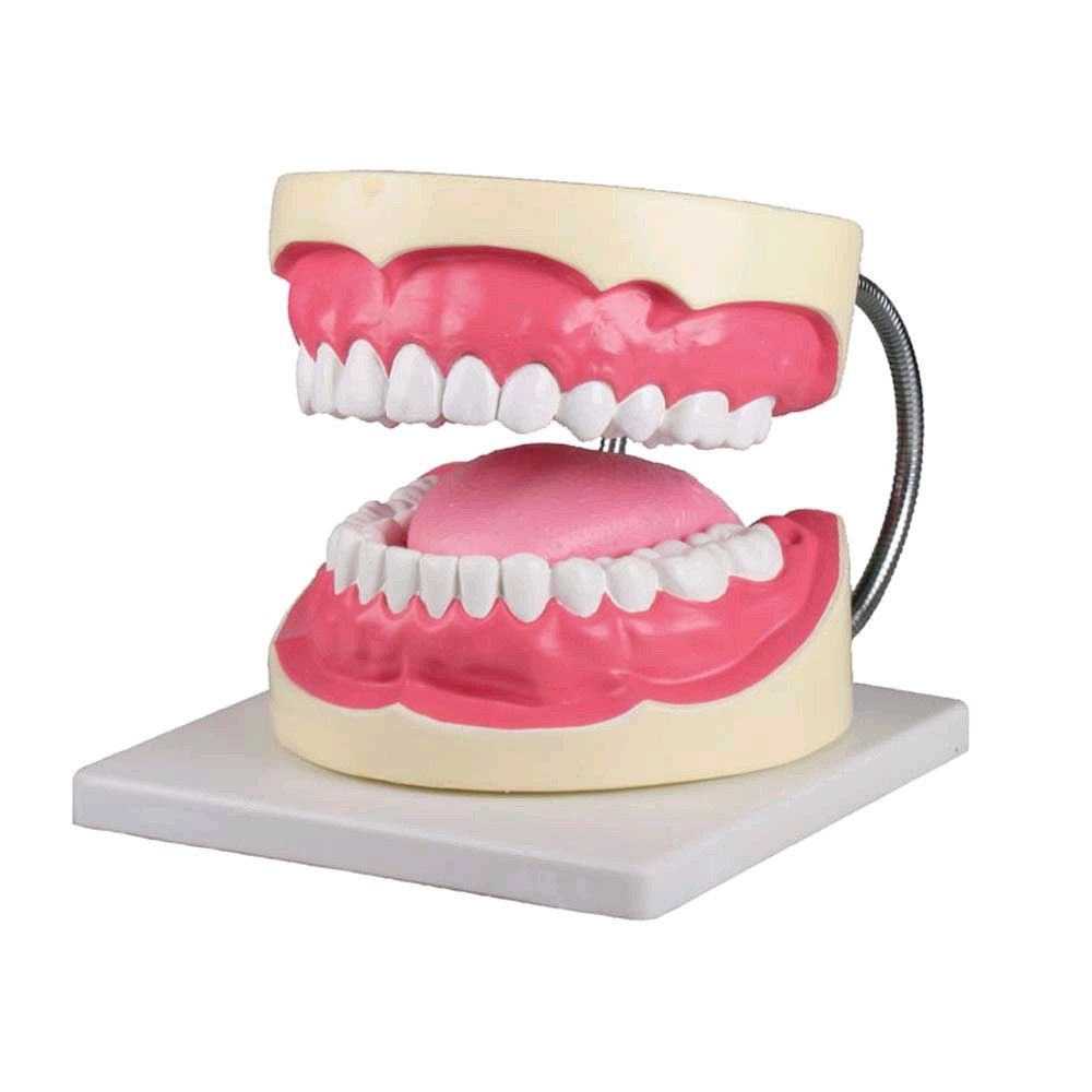 Dental care model Erler Zimmer, 3 times life size, incl. Toothbrush