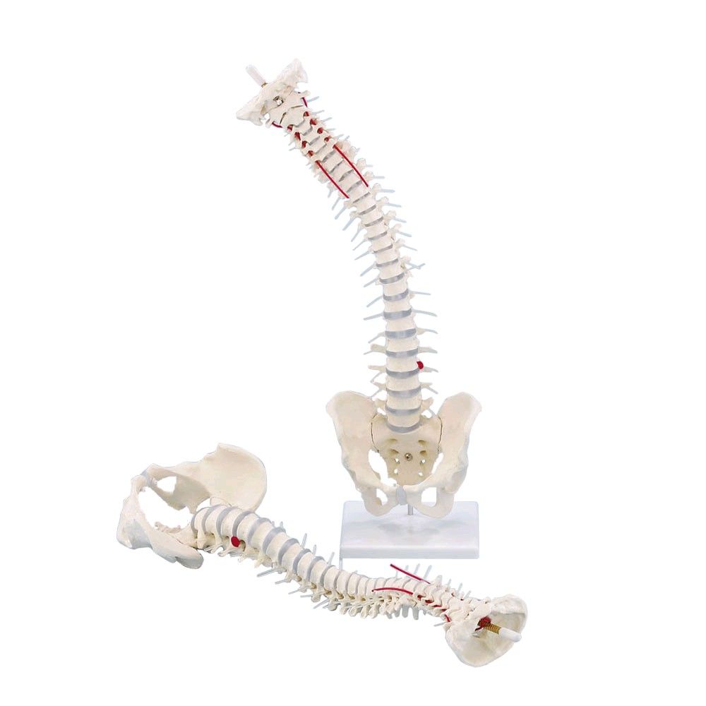 Erler Zimmer spine with disc herniation, pelvis, flexible