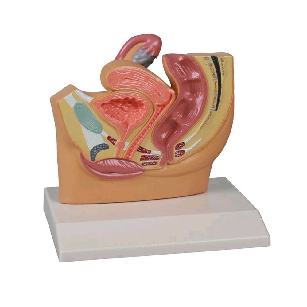 Erler Zimmer Pelvis Section Model, female, 1/2 size, teaching map