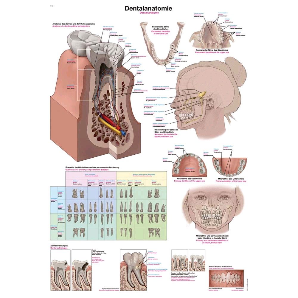 Erler Zimmer "Dental Anatomy" Instructional panel, 50x70cm