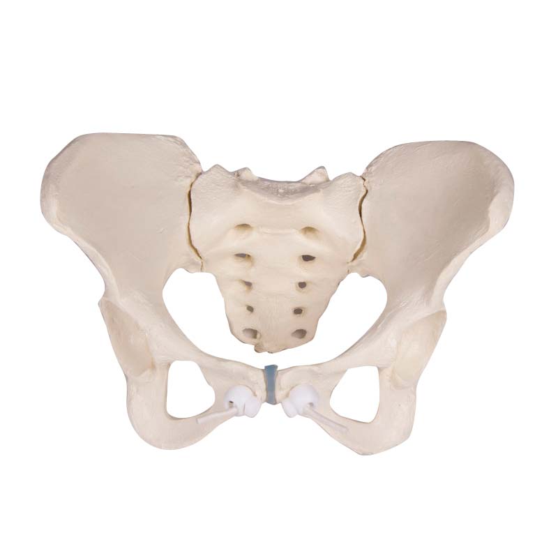 Erler Zimmer Modell - Female Pelvis with Sacrum, Movable