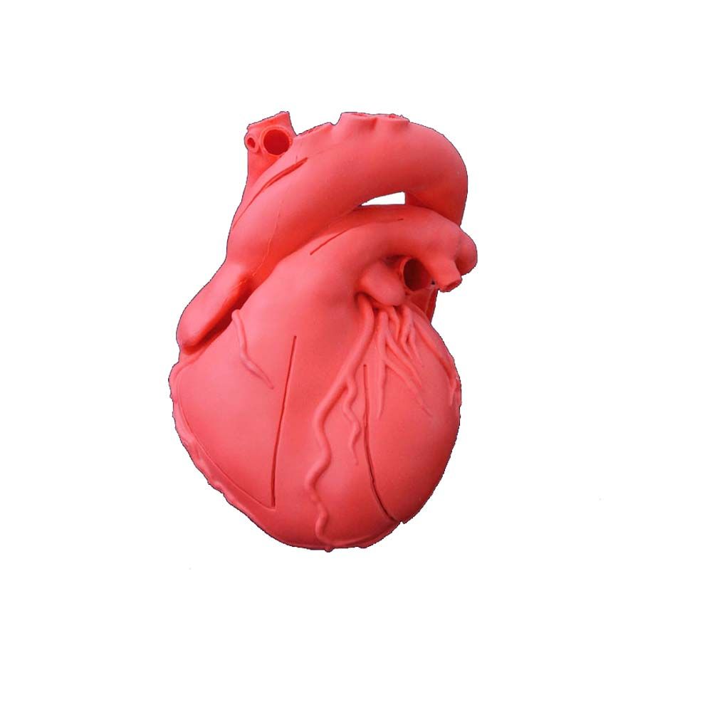 Erler Zimmer Heart Model, Flexible, Didactical, Red