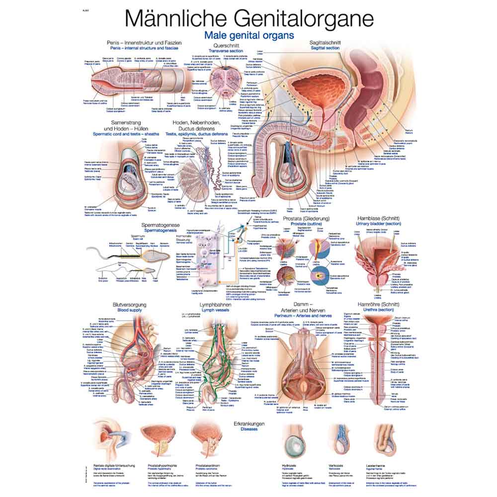 Erler Zimmer Anatomical Chart "Mail Genital Organs", 70x100cm