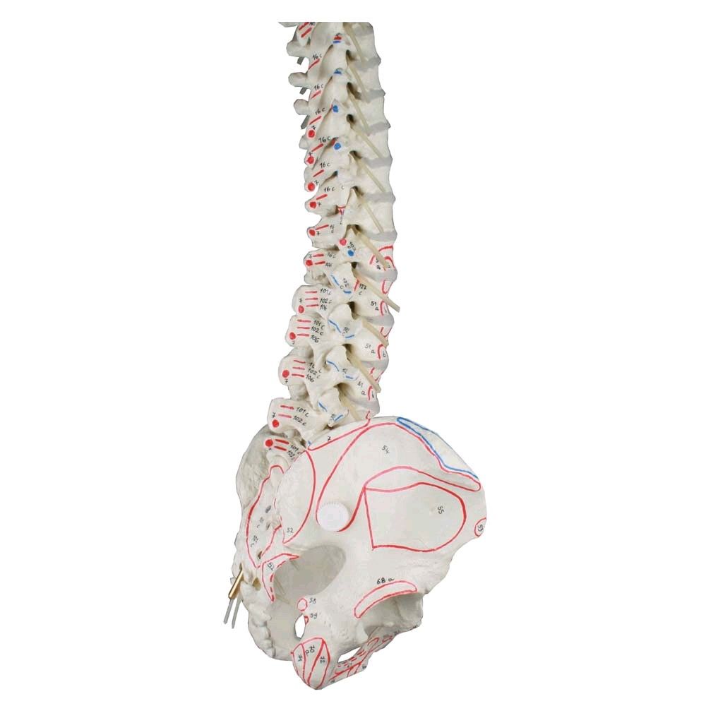 Erler Zimmer Spine with pelvis + muscle marking with / without tripod