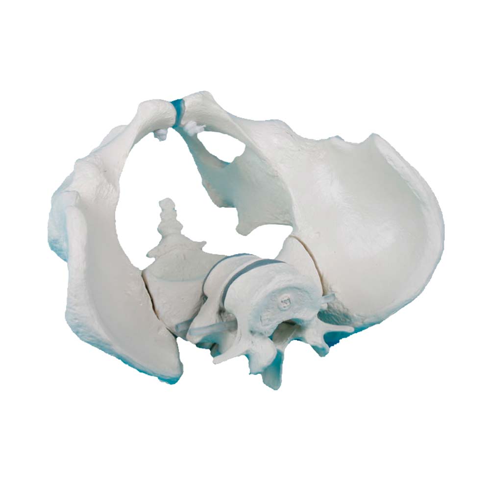 Erler Zimmer Model - Male Pelvis with Sacrum, Movable