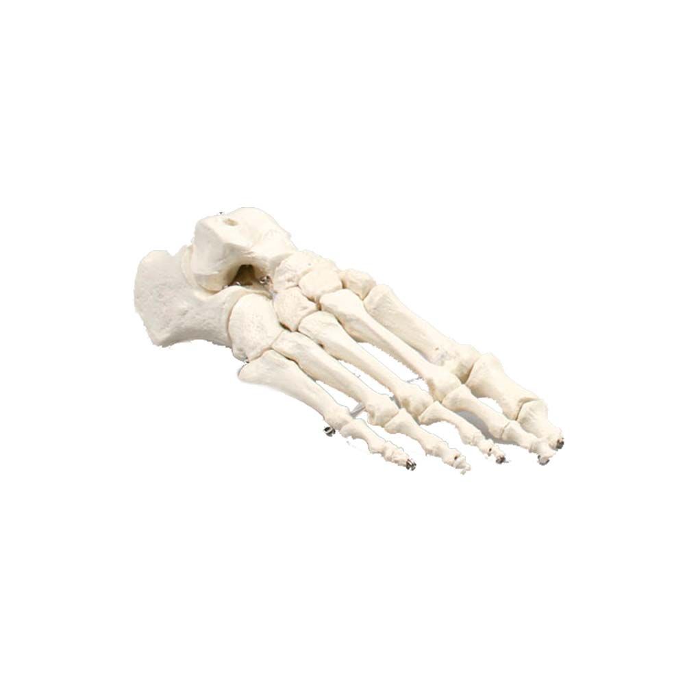 Erler Zimmer Foot Skeleton, Movable